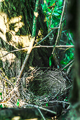 Image showing Close up empty birds nest in the tree