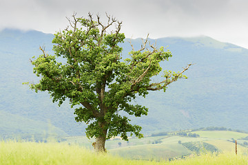 Image showing Typical plant and landscape in Marche