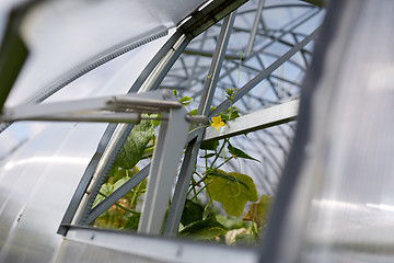 Image showing cucumber seedlings growing at greenhouse