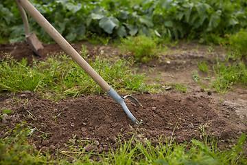 Image showing rearer weeding garden bed at farm