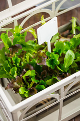 Image showing Fresh salad in greenhouse