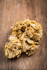 Image showing Maitake - Hen of the woods