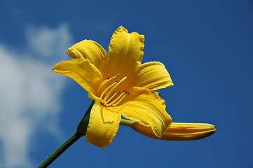 Image showing Yellow flower daylily
