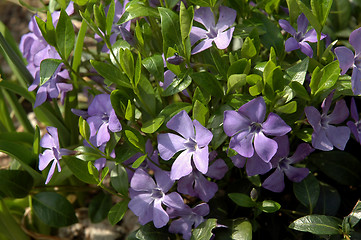 Image showing Periwinkle