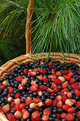 Image showing Mix of wood berries