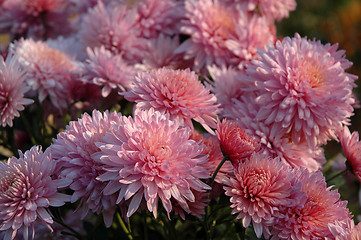 Image showing Pink chrysanthemum