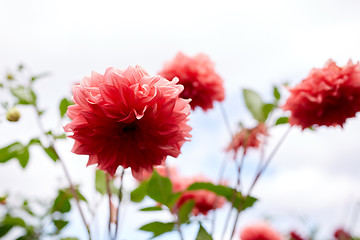 Image showing beautiful dahlia flowers at summer garden