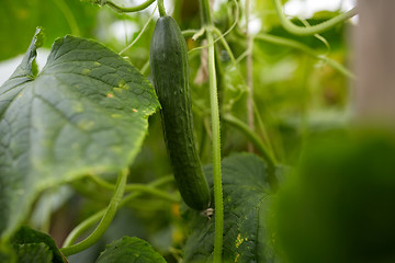 Image showing close up of cucumber growing at garden