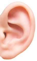 Image showing ear on white