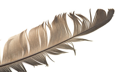 Image showing feather on white