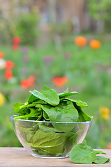Image showing fresh green spinach 