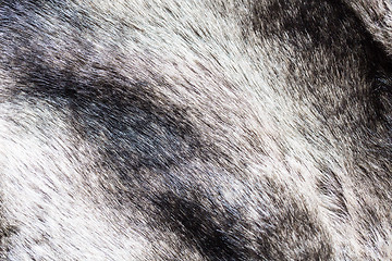 Image showing close up of fur background