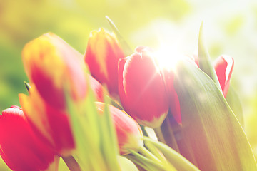 Image showing close up of tulip flowers