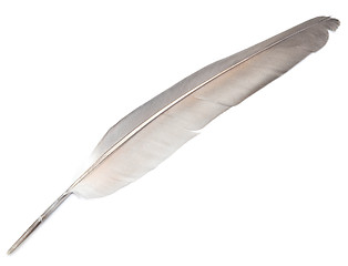 Image showing feather on white