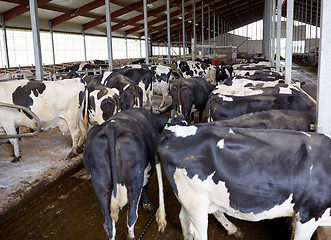 Image showing herd of cows in cowshed stable on dairy farm