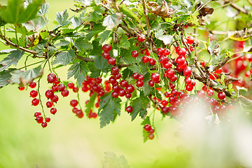 Image showing red currant bush at summer garden branch