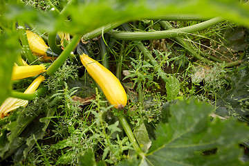 Image showing squashes at summer garden bed