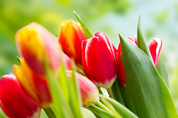 Image showing close up of tulip flowers