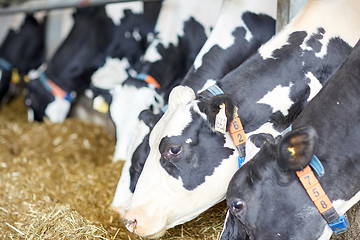 Image showing herd of cows eating hay in cowshed on dairy farm