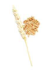 Image showing wheat on white