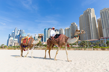 Image showing Man offering camel ride on Jumeirah beach, Dubai, United Arab Emirates.