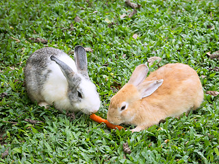 Image showing Two rabbits sharing a carrot