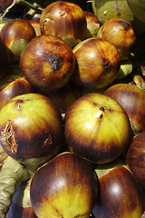 Image showing Sea coconut or Lodoicea Maldivica