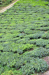 Image showing Tea plantation located in Cameron Highlands