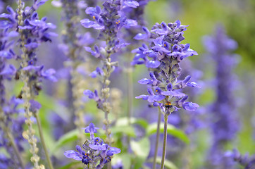 Image showing Blooming blue bugleweeds Ajuga