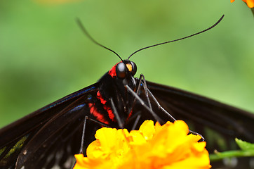 Image showing Butterfly on orange flower