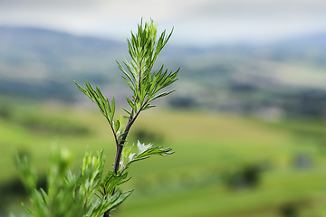 Image showing Typical plant and landscape in Marche