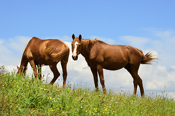 Image showing Two horses in Marche