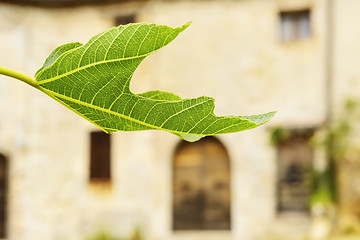 Image showing Leaf in Elcito