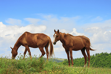 Image showing Two horses in Marche