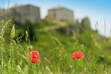 Image showing Poppy flower Elcito