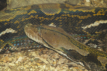 Image showing Indian Rock Python  (Python molurus bivittatus)  