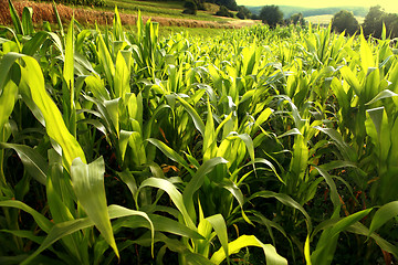 Image showing green corn growing up