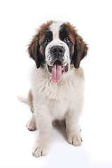 Image showing Cute Saint Bernard Purebred Puppy 