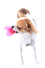 Image showing sweet chihuahua and her hat