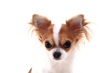 Image showing head of sweet chihuahua