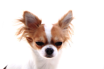 Image showing head of sweet chihuahua