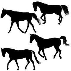 Image showing Set silhouette of black mustang horse illustration