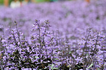 Image showing Plectranthus Mona Lavender flowers