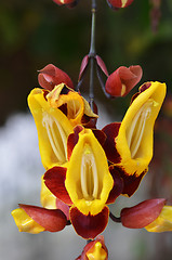 Image showing Thunbergia mysorensis, also called Mysore trumpetvine