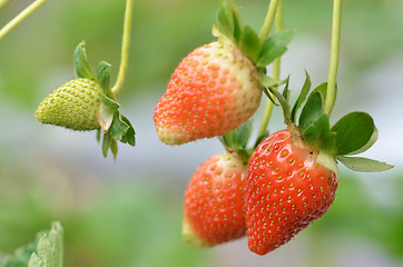 Image showing Fresh strawberries that are grown in greenhouses