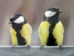 Image showing Two Beautiful Great Tits