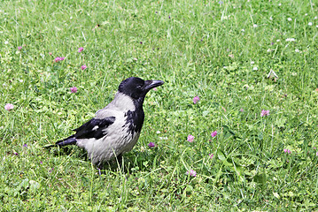 Image showing Young Hooded Crow