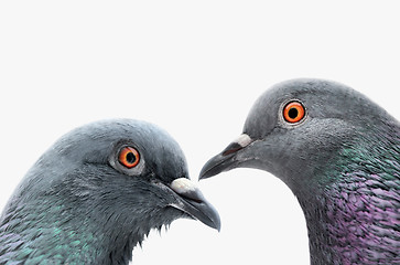 Image showing Two Common Grey Pigeons 