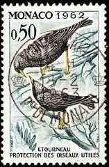 Image showing Common Starling Stamp