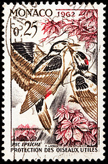 Image showing Great Spotted Woodpecker Stamp